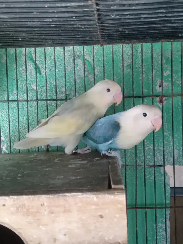 Lovebird biola aqua euwing vio pf b2 x biola aqua vio b2/pf