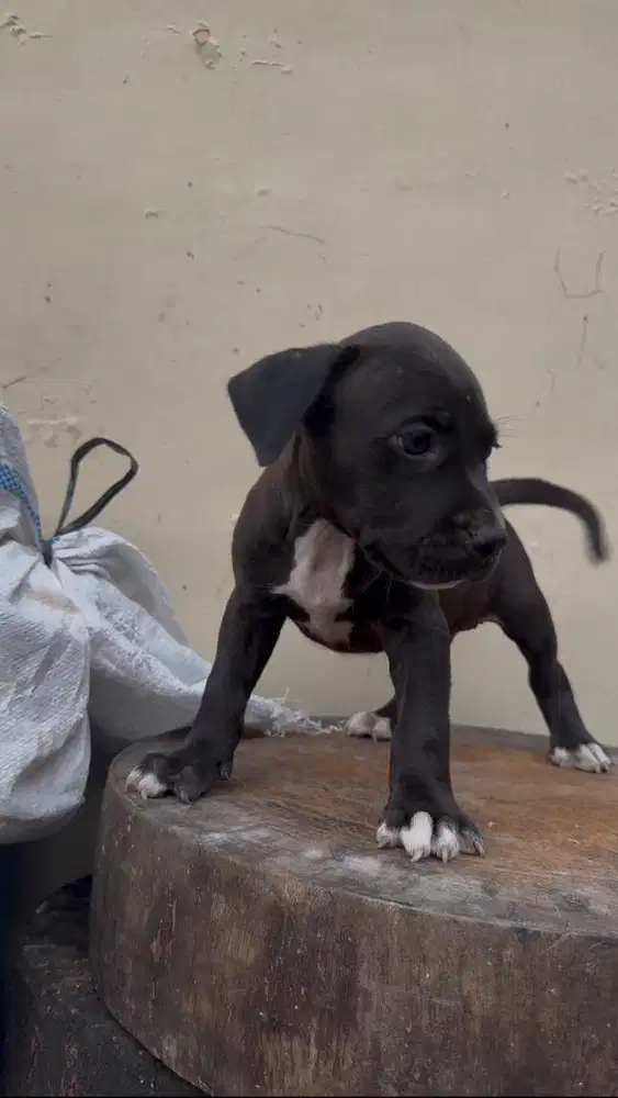 anjing pitbull jantan