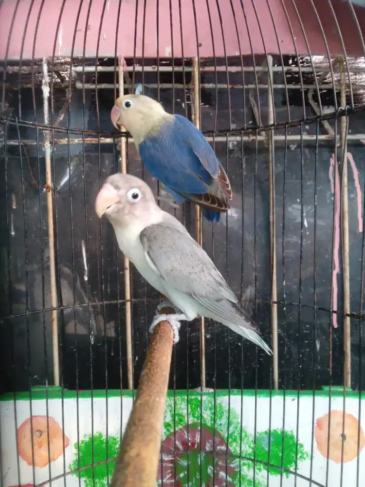 Lovebird sepasang buat nyetak bio aqua yf misty dan bio aqua yf vio