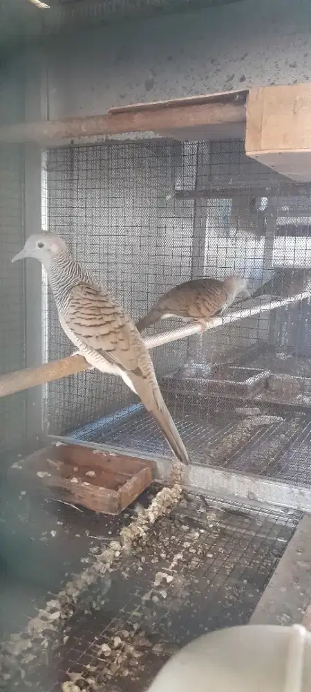 Burung perkutut bangkok sepasang