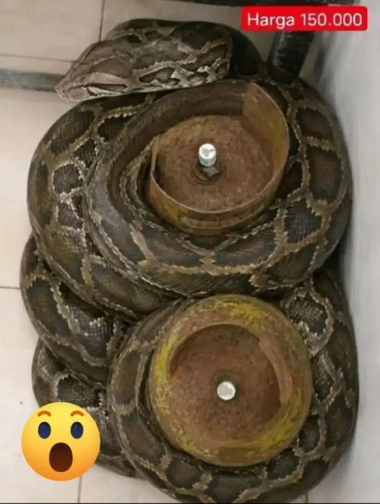 Tabung gas 12 kg & 3