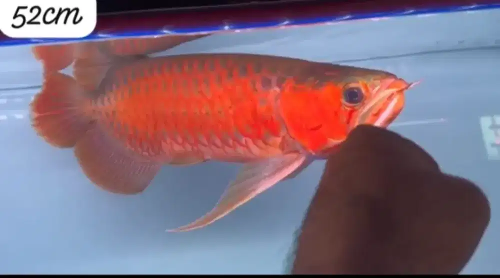 Arwana super red