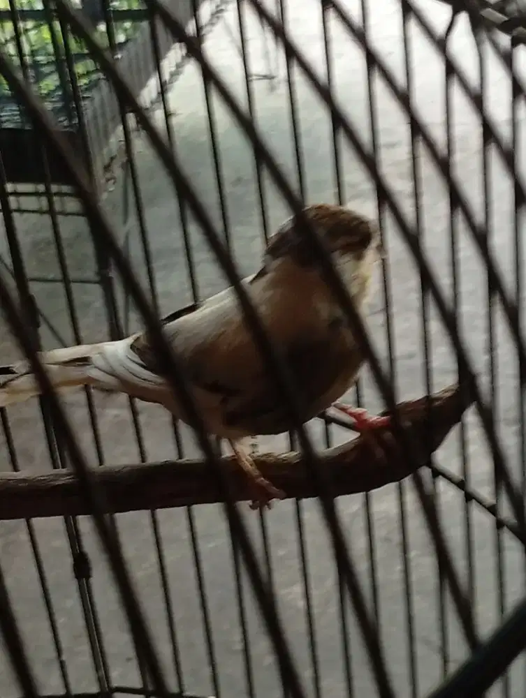Burung anakan kenari f1 paud riwikan