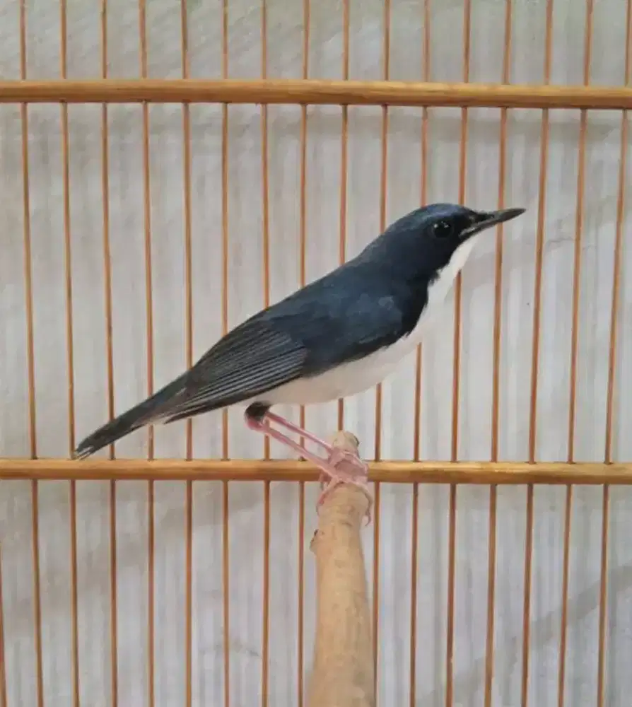 Siberian blue robiin mulus