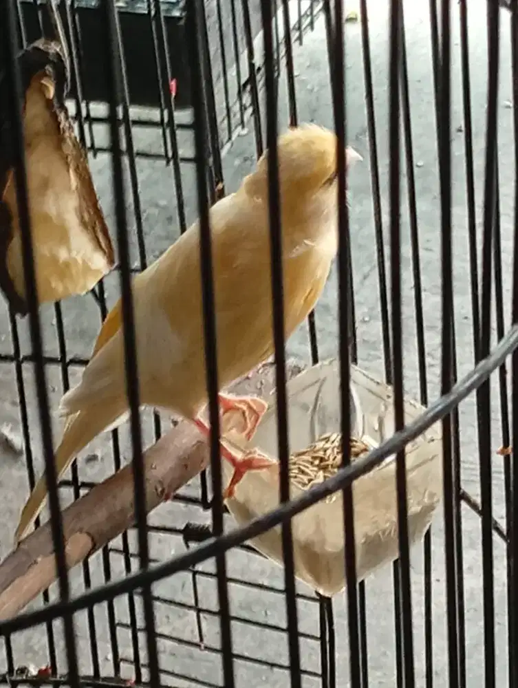 Burung anakan kenari f2 riwikan