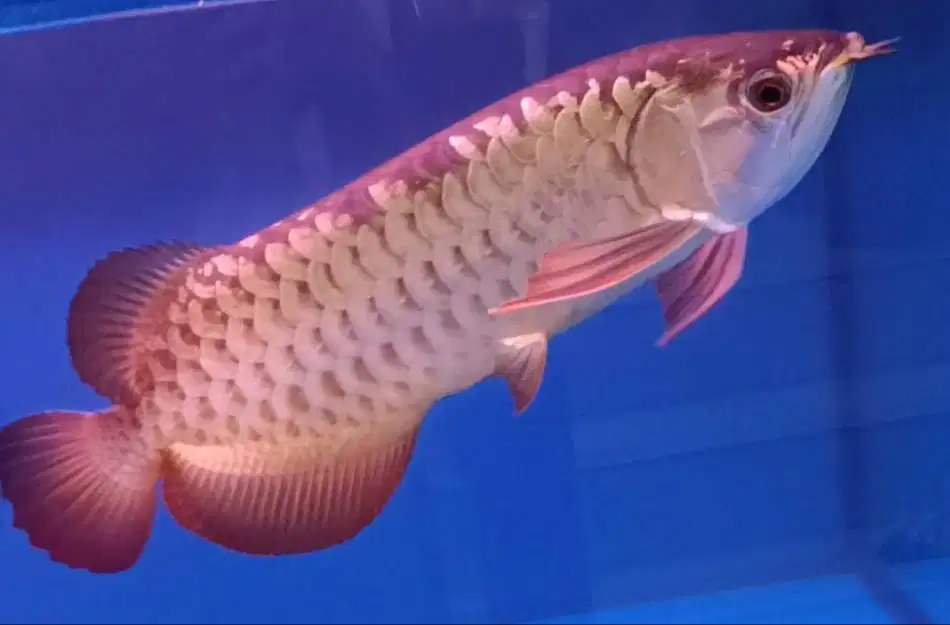 arowana golden xb di Medan.