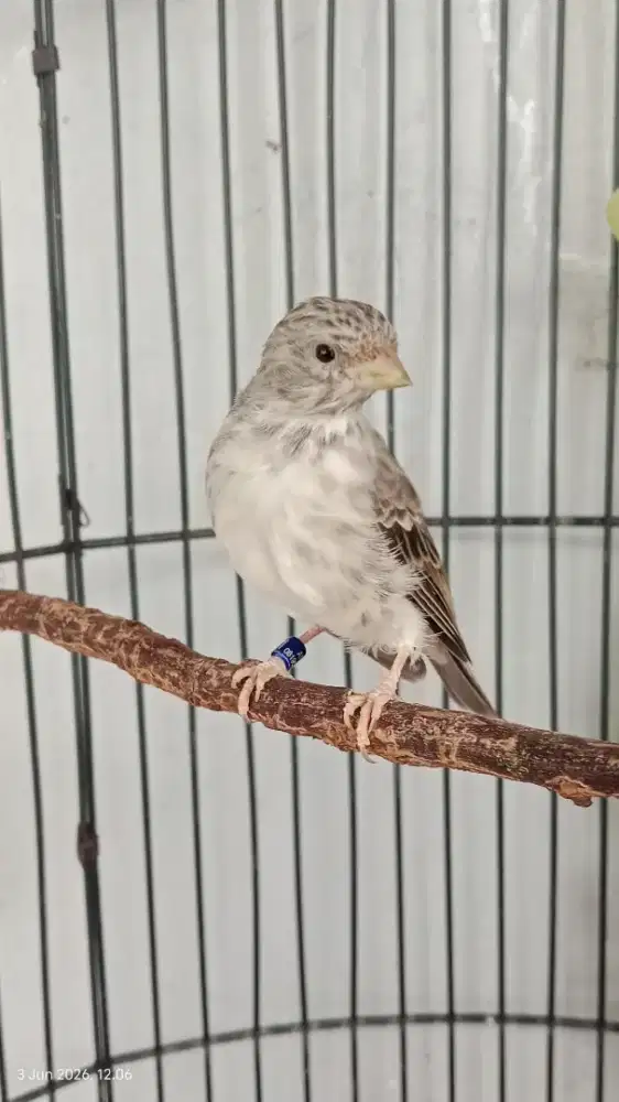 Burung sanger gacor fulset