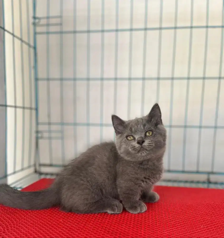 Munchkin british shorthair