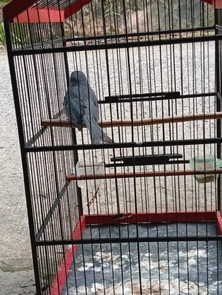 Burung srigunting abu rajin bunyi