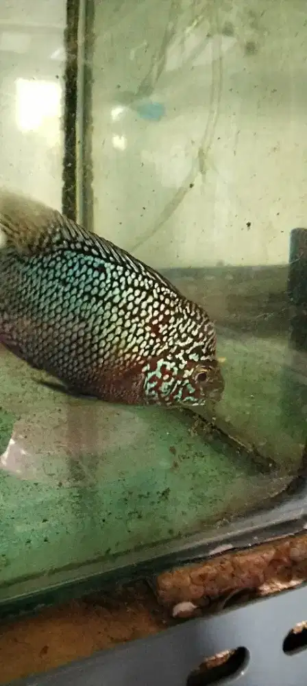 Louhan betina kamfa mata putih