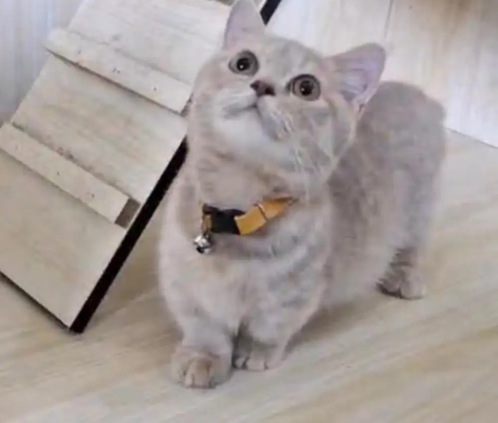 Kucing munchkin british shorthair bsh british short hair