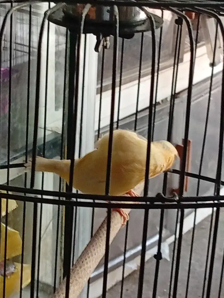 Burung kenari cewean siap produksi
