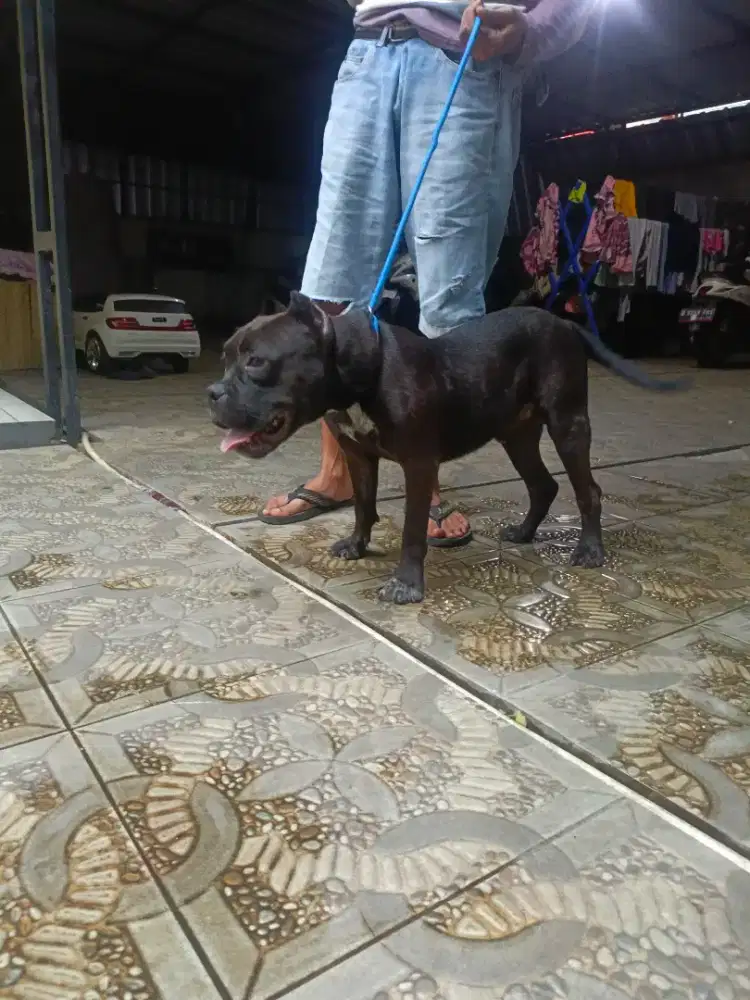 Pitbull American Bully Classic Hitam
