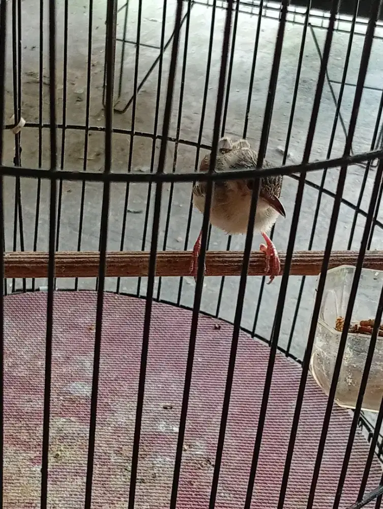 Burung cigun rajin bunyi