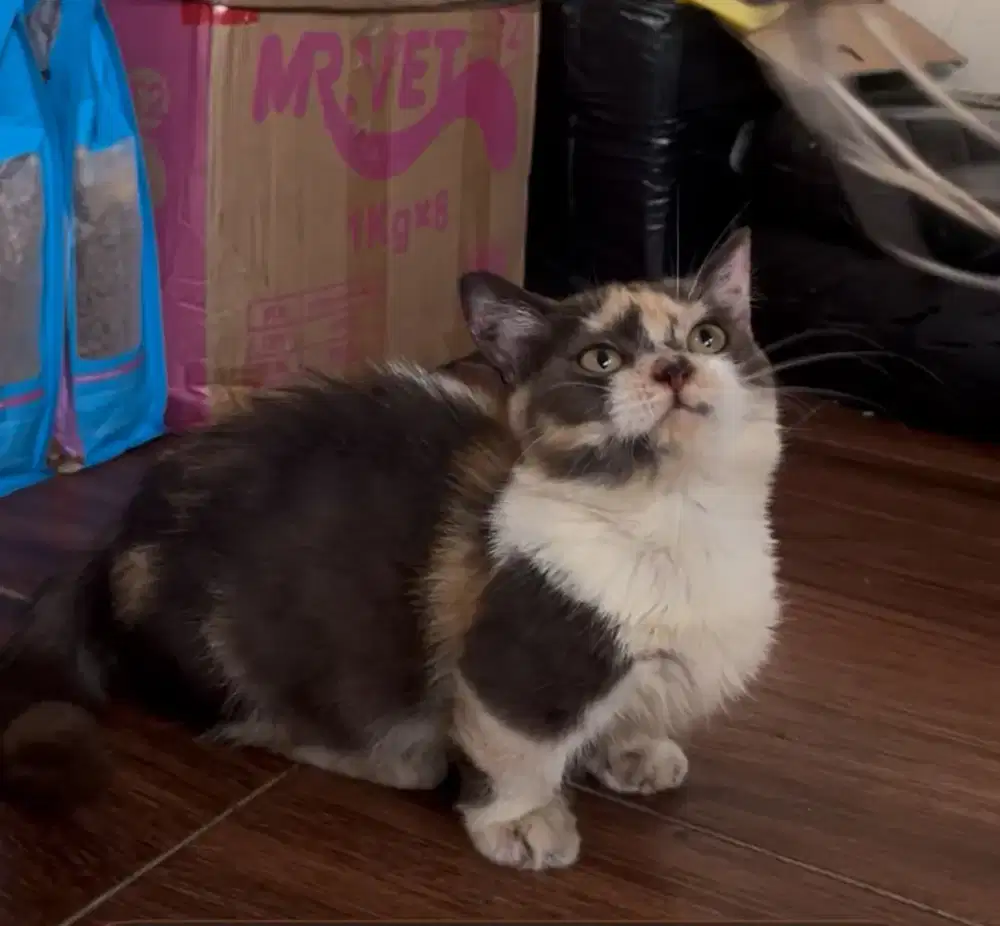 Munchkin Calico Betina (Cebol)