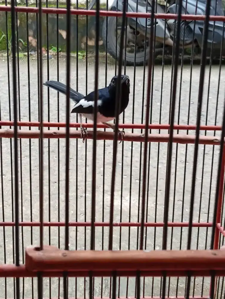 Burung kacer jakbar rajin bunyi