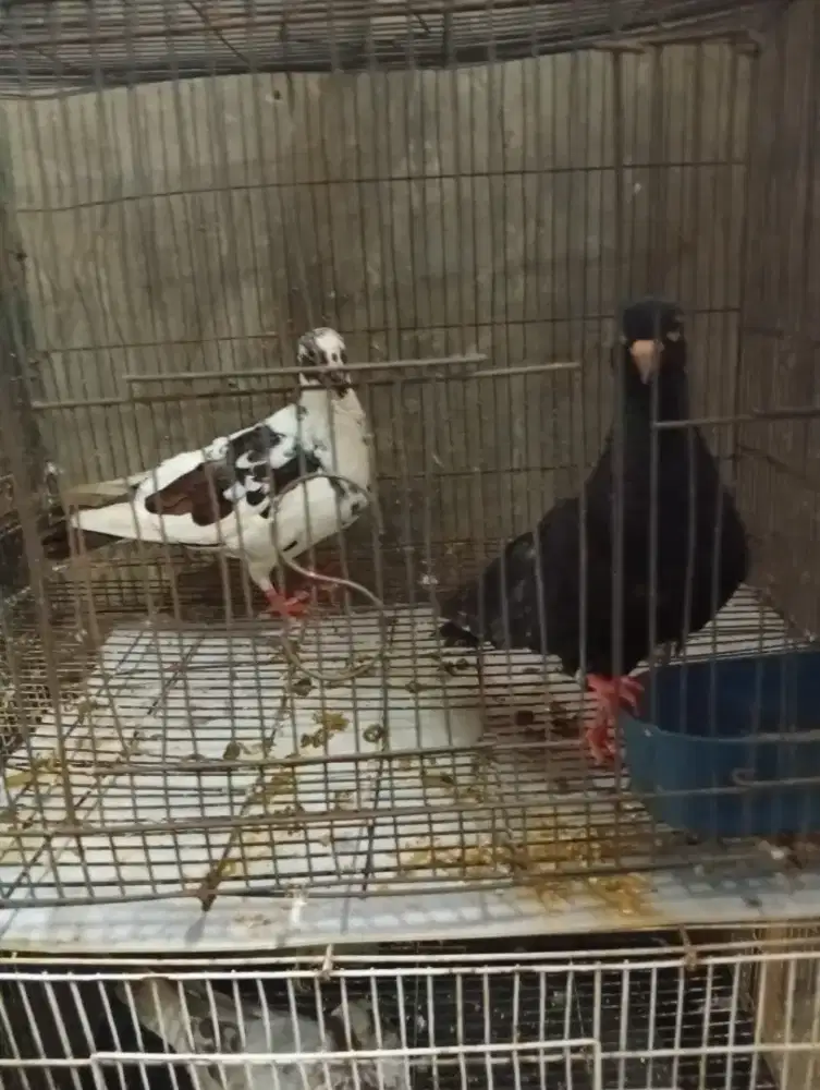 Burung dara giring an
