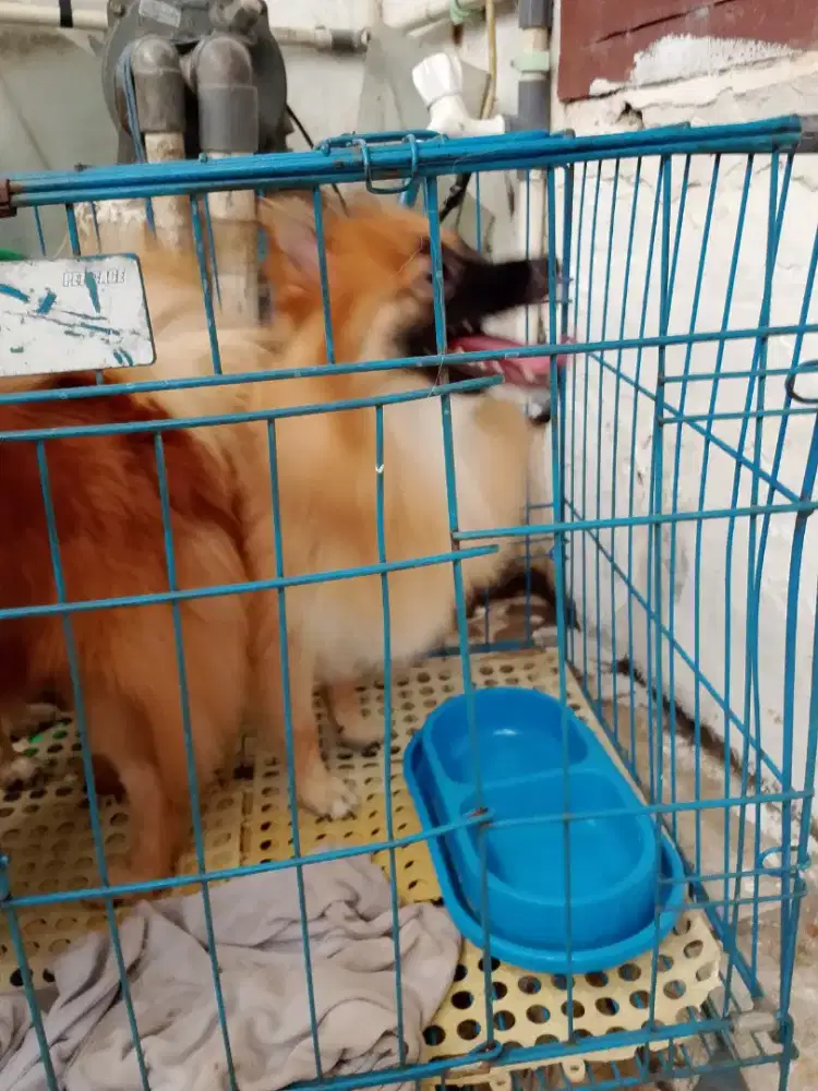 Di jual anjing mix pom