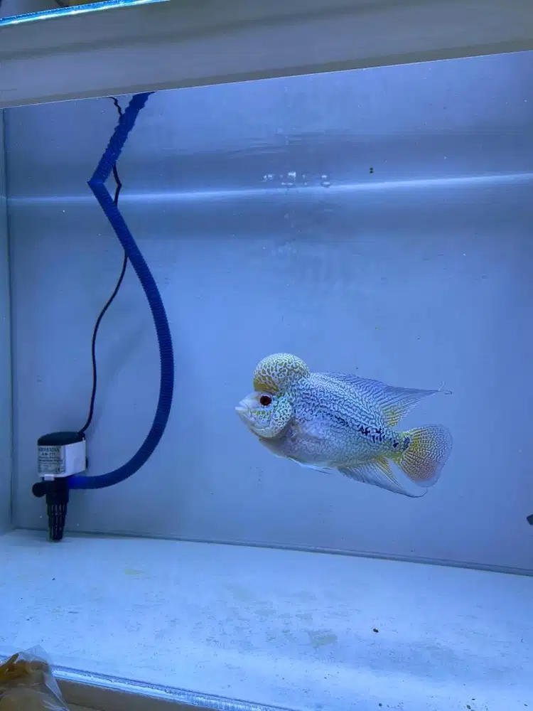 Ikan louhan cencu jenong