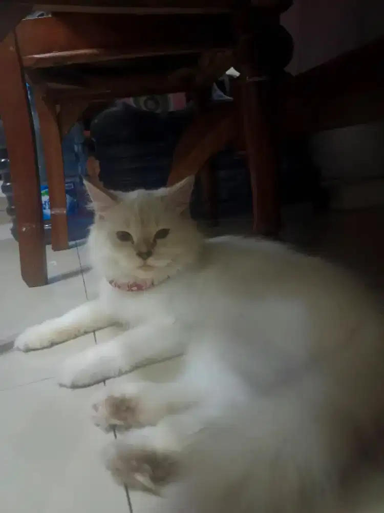 JUAL KUCING PERSIA FLATNOSE