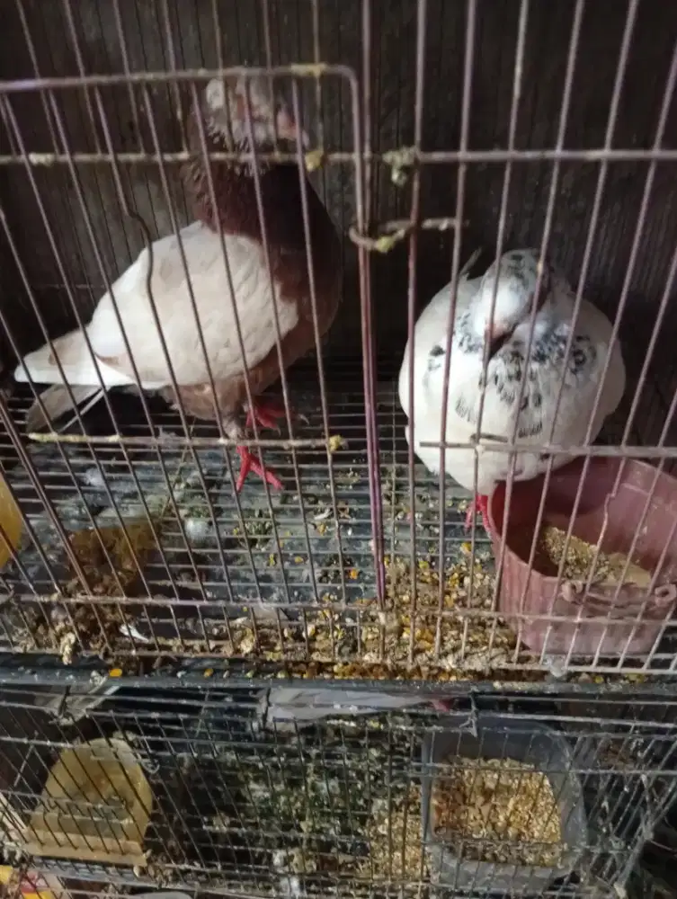 Burung dara giring an