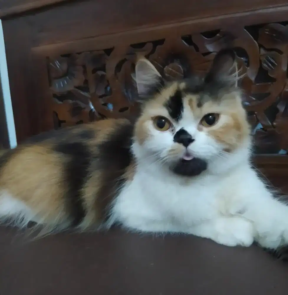 KUCING PERSIA TIPE CALICO