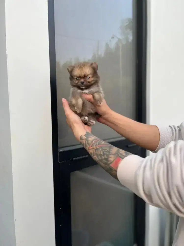 Superminipom sable kosongan