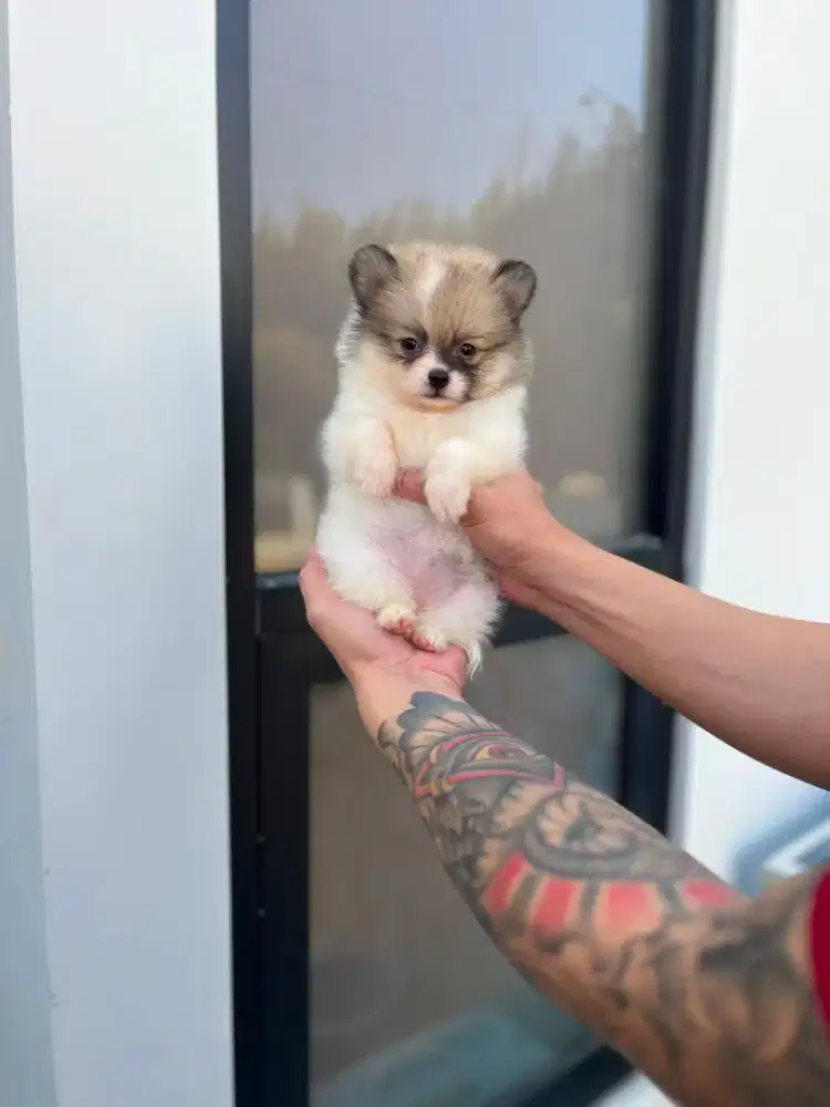 Superminipom party betina vaksin only