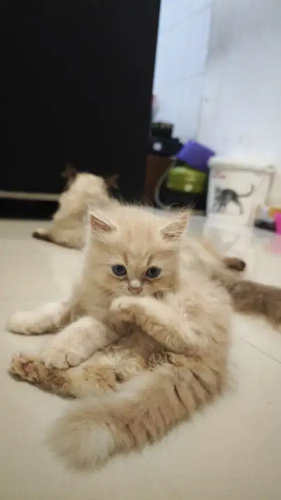 Kitten mix ragdoll Himalaya persia