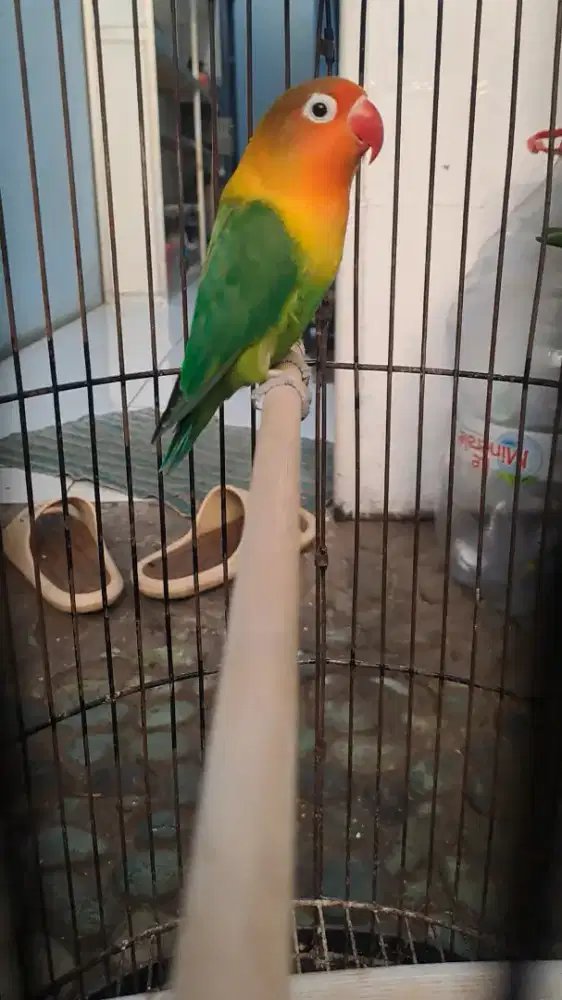 Lovebird warna hijau kepala orange betina
