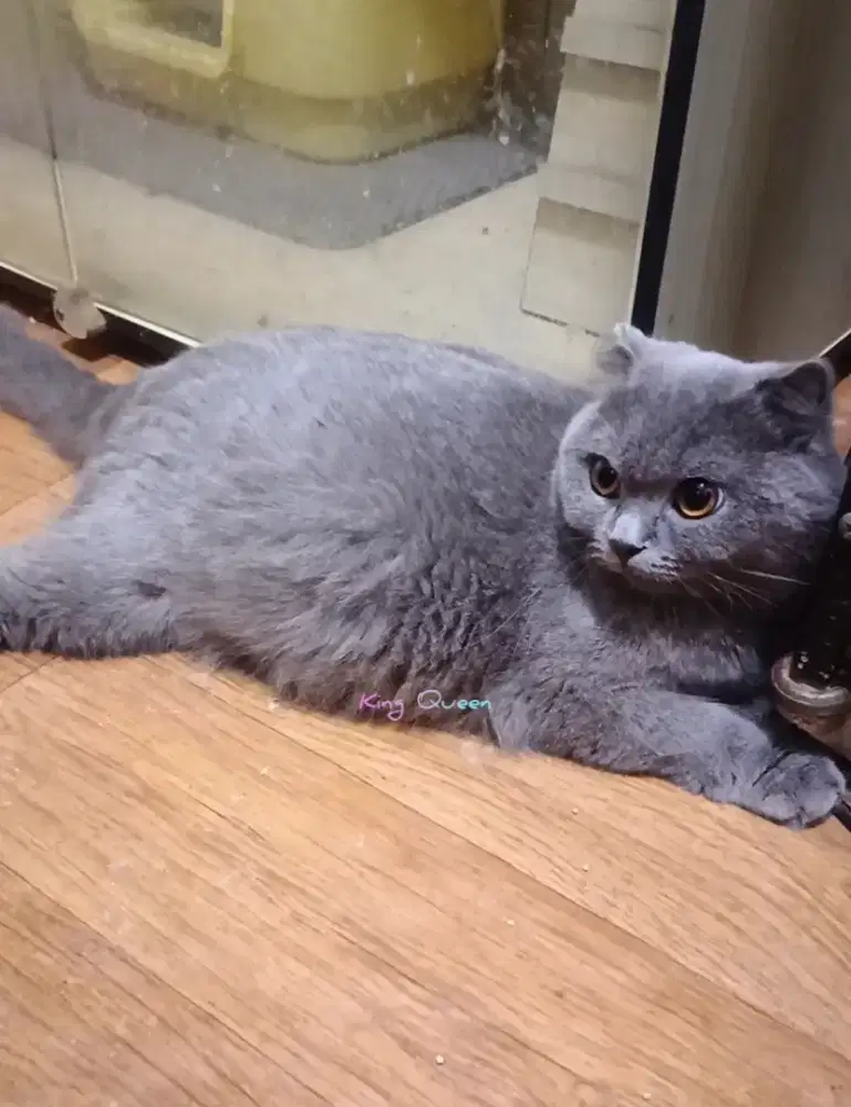 Kucing BSH Hamil Scottish Fold Betina Blue Solid Ped WCF Anakan Impor