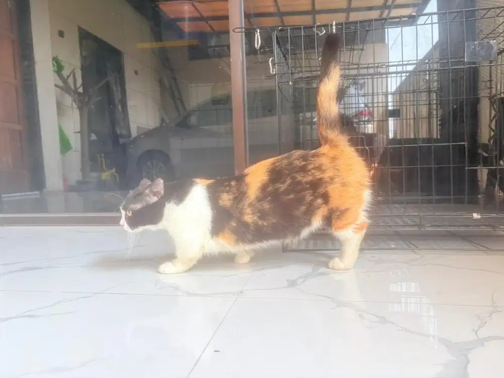 Kucing Munchkin Betina