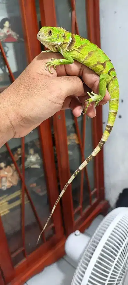 Iguana tobago hybrid baby up