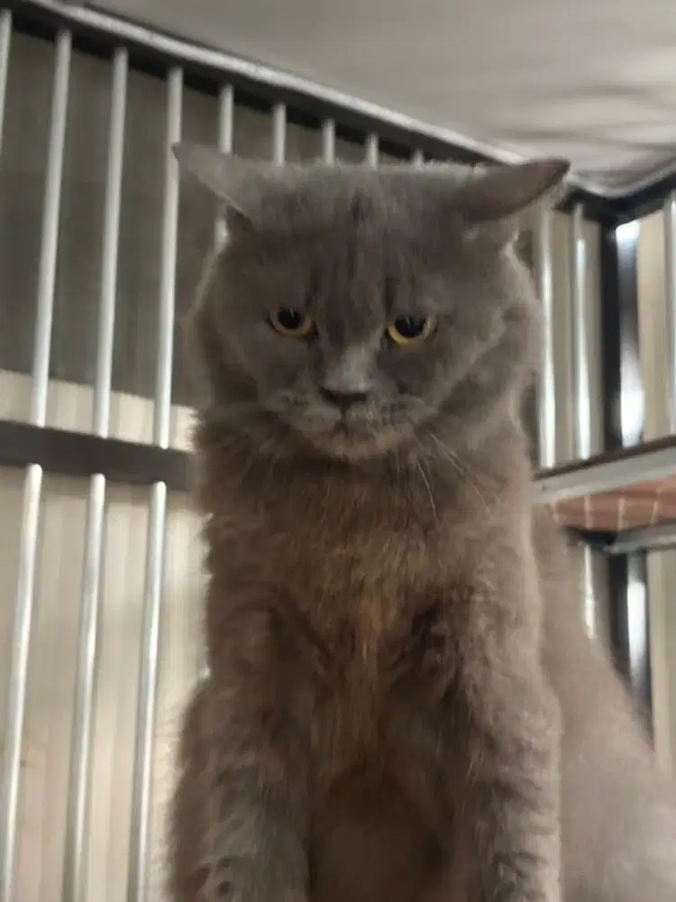 Kucing BLH Betina