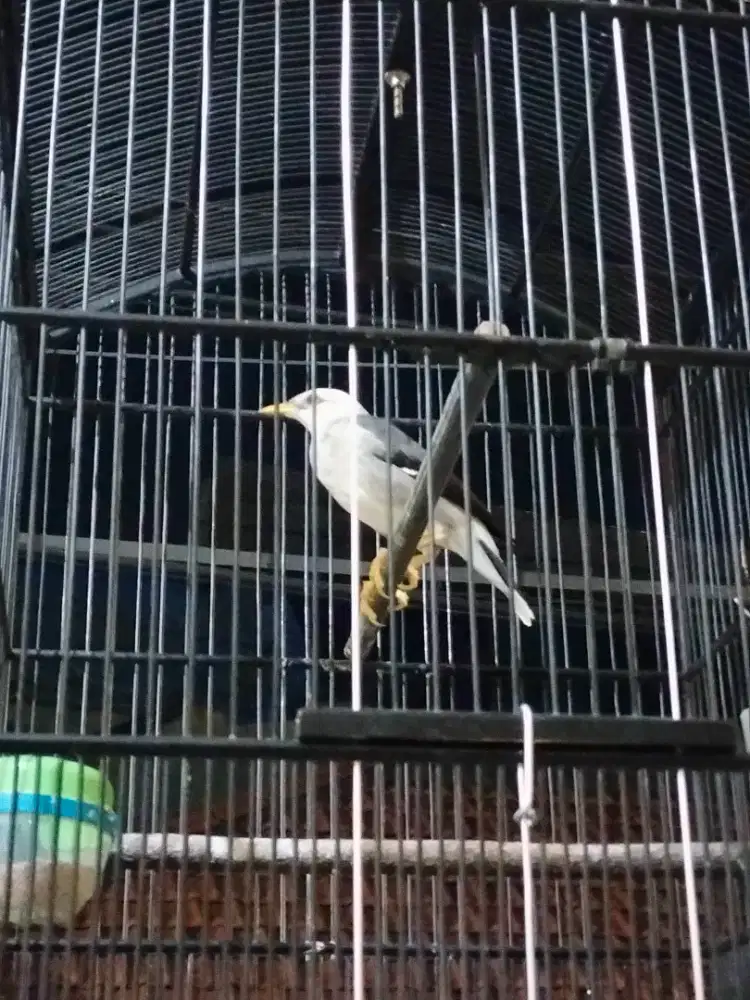 jual burung jalak hybride gacor mulus