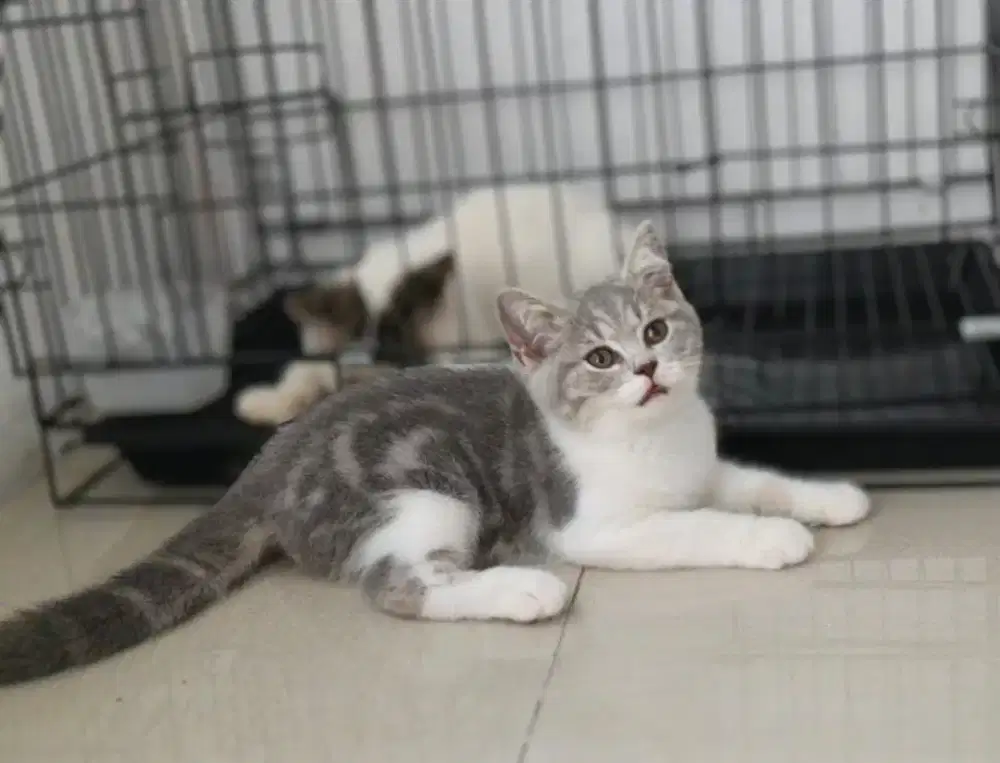 British shorthair tabby