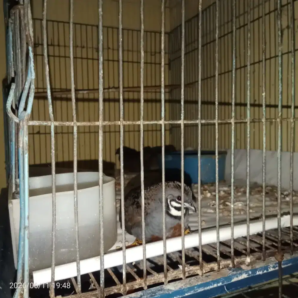 Burung puyuh batu