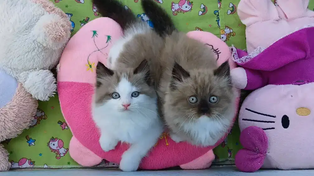 Kitten ragdoll mink cinnamon 3 bulan