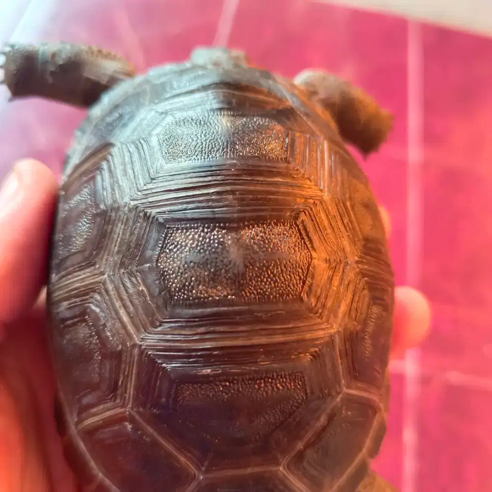 Aldabra WC smooth dome
