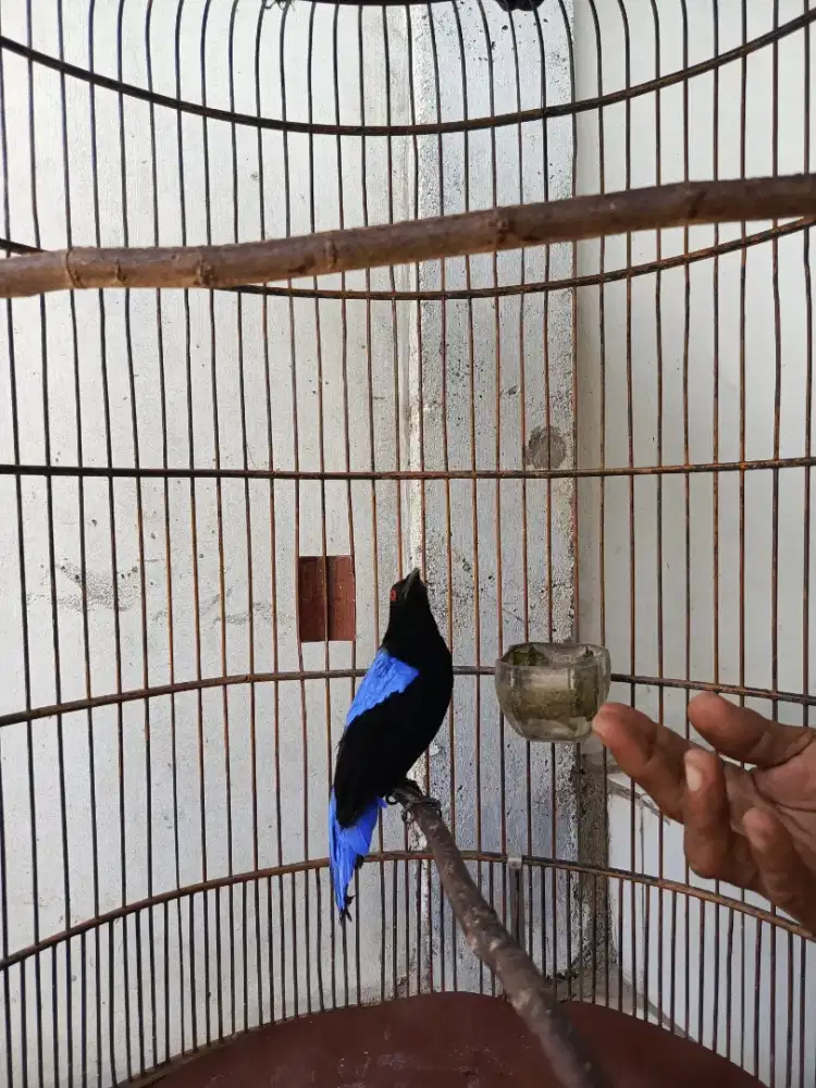 Cucak biru dewasa
