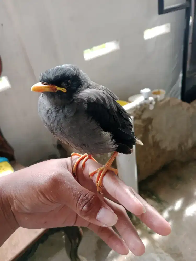 Anakan burung jalak