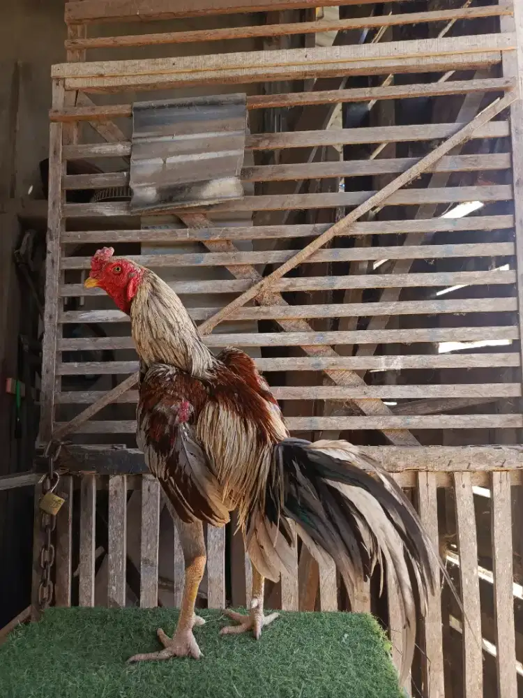 Ayam magon dewasa