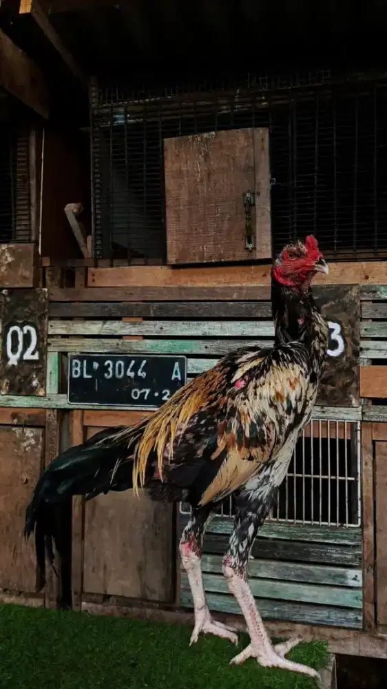 Ayam magon muda