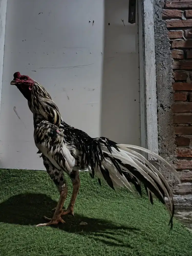 Ayam Bangkok dewasa