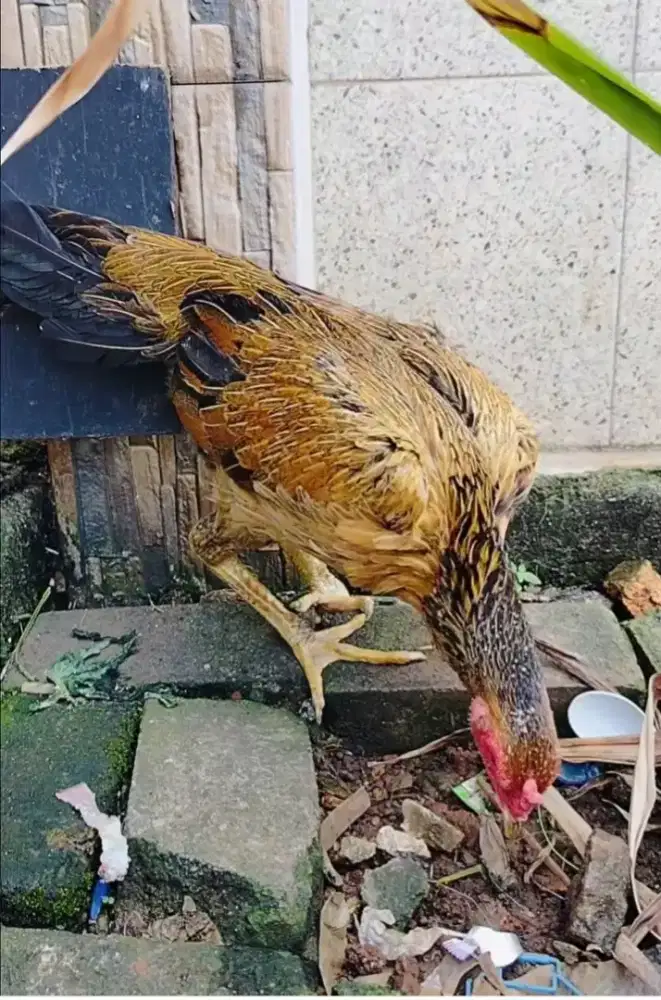Ayam betina ekorlidi