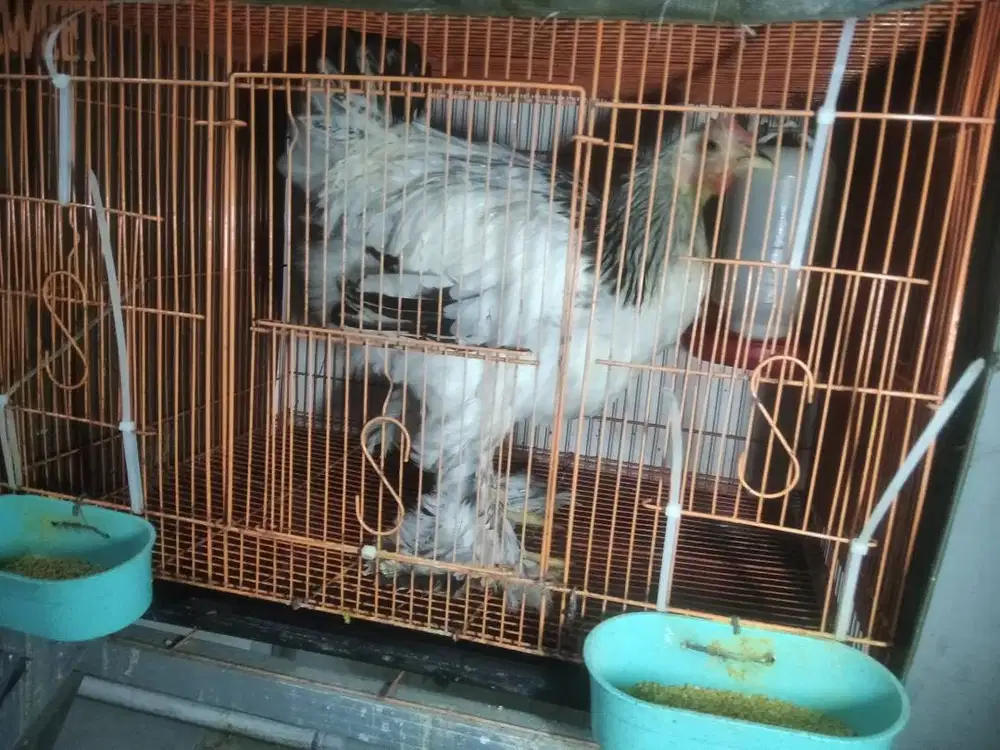 Ayam brahma dewasa