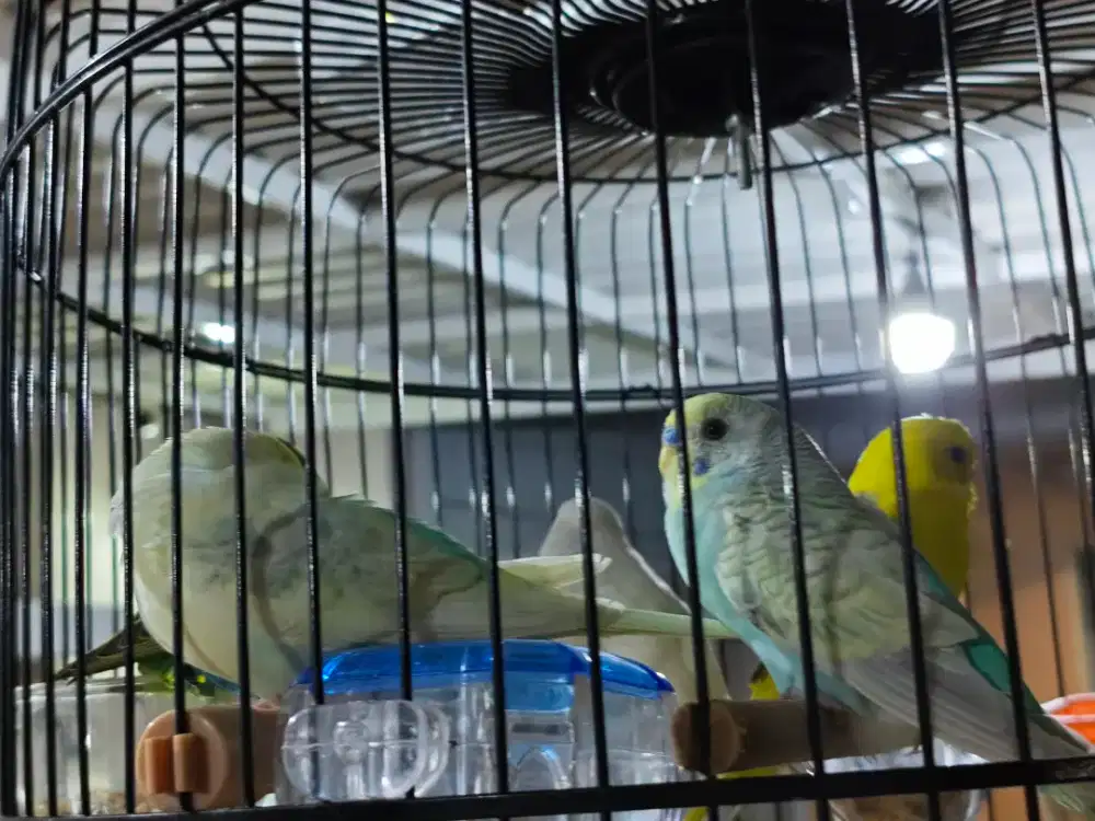 Parkit lokal sepasang rainbow biru muda