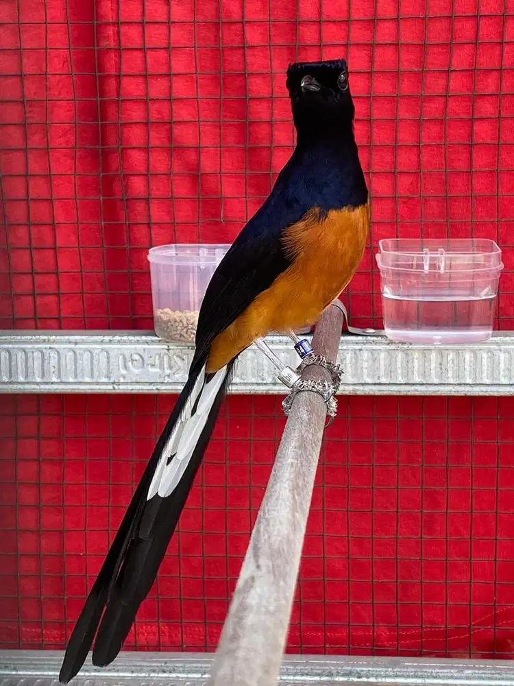 Jual Burung Murai Batu Full Set Kandang Ebot No 2