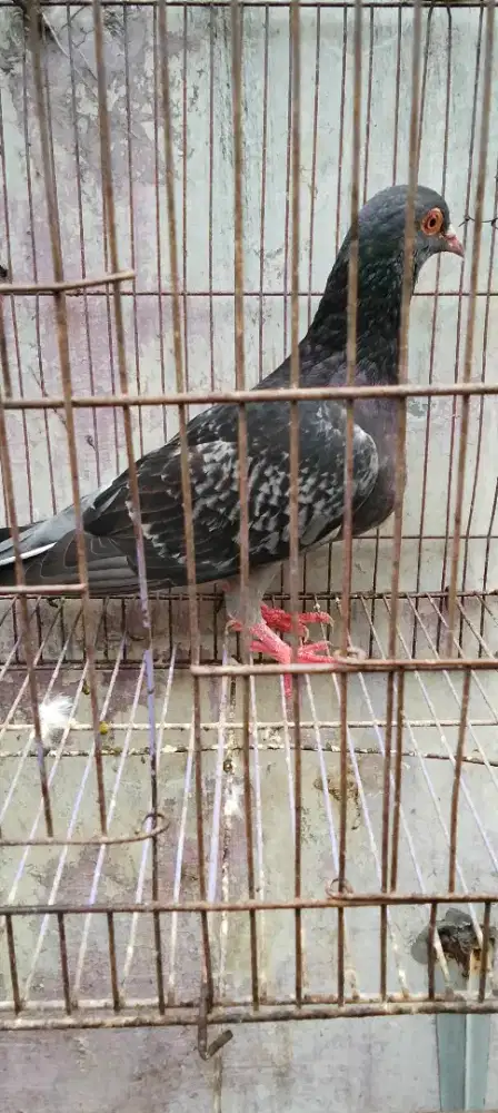 Burung merpati betina siap jodoh