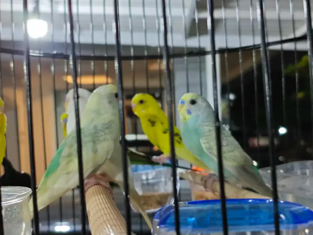 Parkit lokal warna rainbow
